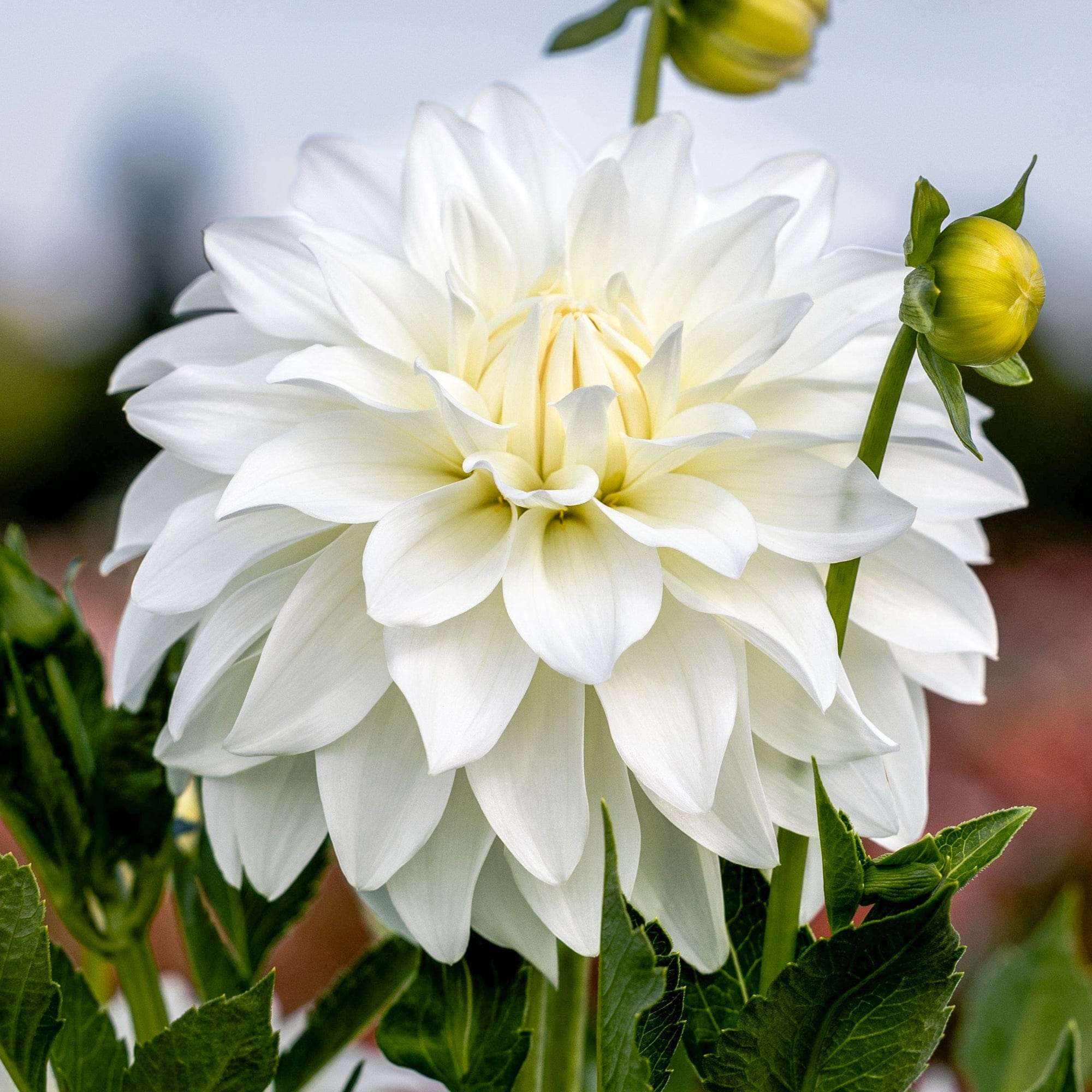 Lady Liberty Dahlia